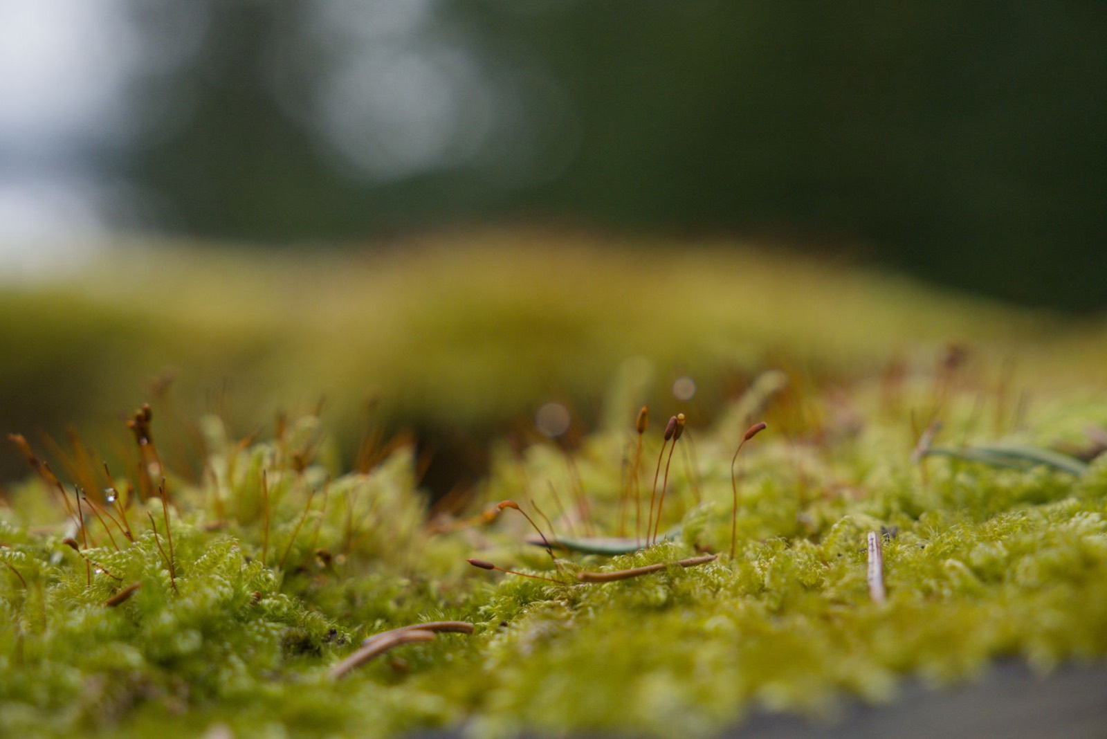 Is Fabuloso a Disinfectant or Just a Cleaner? — The Detox Journal by Ecolosophy