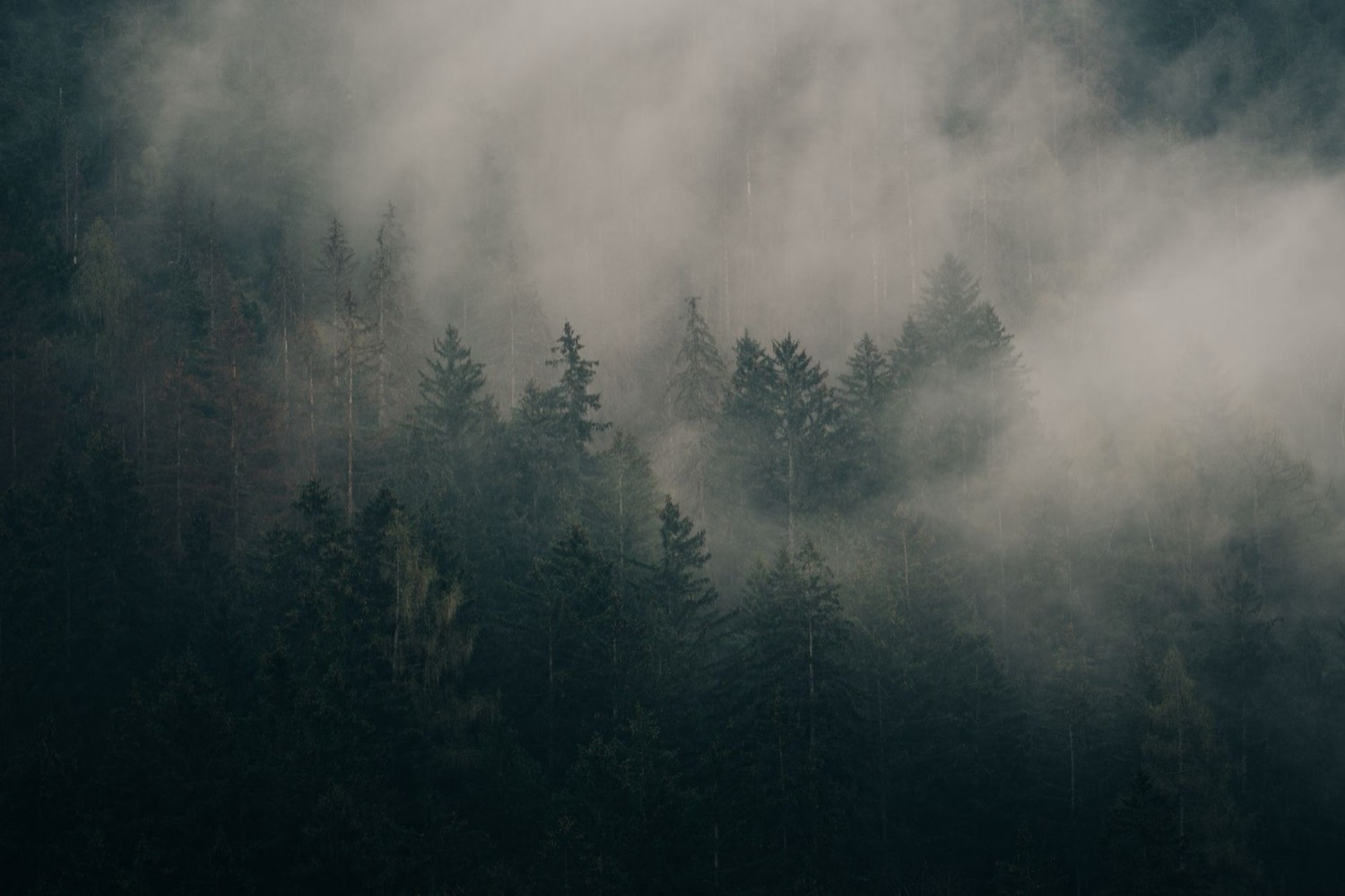 How Do You Clean Walls Naturally? Paint-Safe, Handprints, No Fumes — The Detox Journal by Ecolosophy