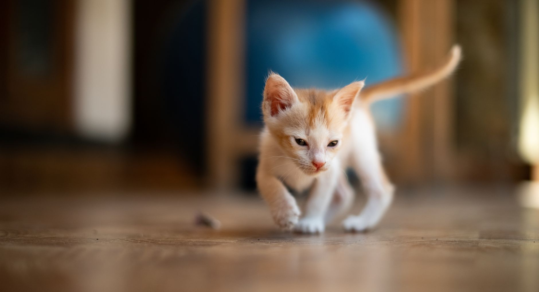 Is Fabuloso Safe for Cats? Concentrate, Residue, Grooming — The Detox Journal by Ecolosophy