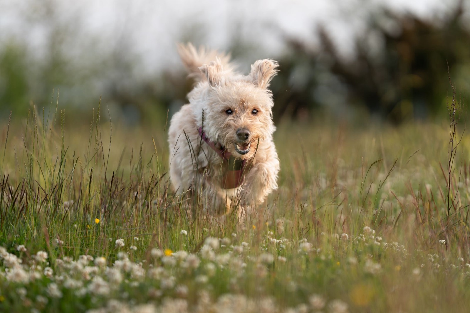 Is Fabuloso Safe for Dogs? Wet Floors, Residue, Paw Licking — The Detox Journal by Ecolosophy