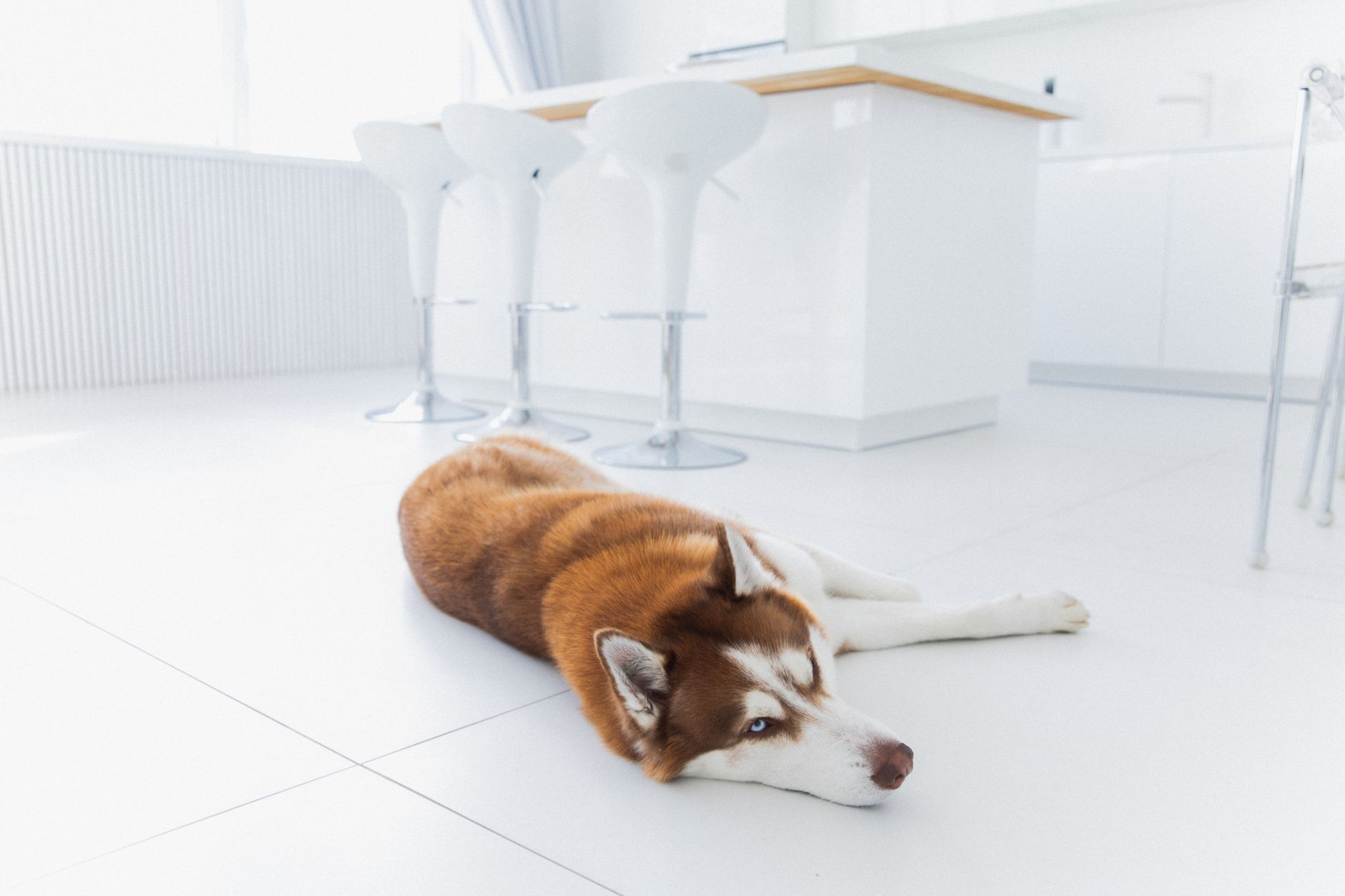 Is a Non-Disinfecting Cleaner Good for Everyday Floors? Dirt, Residue, Pets — The Detox Journal by Ecolosophy