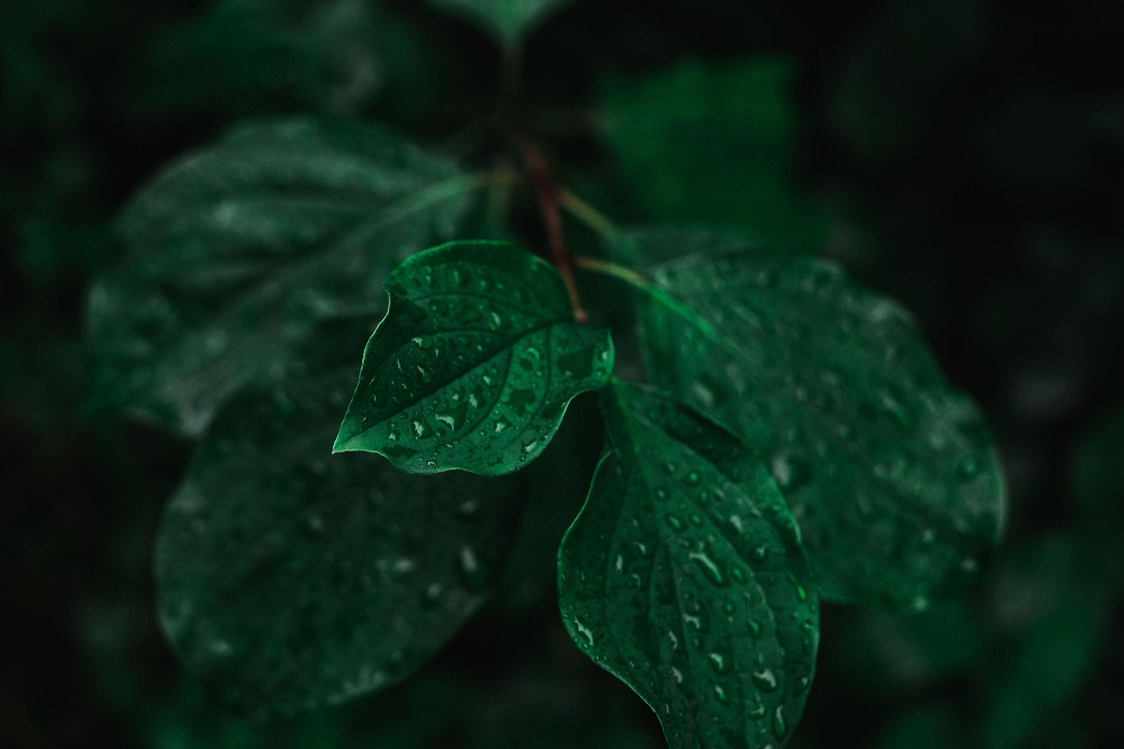 What Does Fragrance Hide on a Label? Ingredients, Loophole, Disclosure — The Detox Journal by Ecolosophy