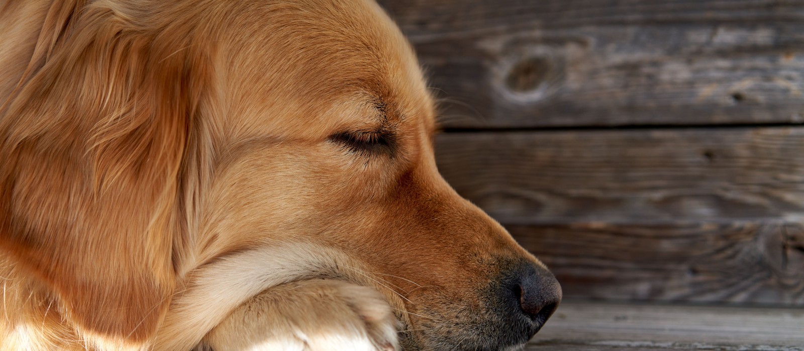 A golden retriever resting on a clean wood floor in warm light