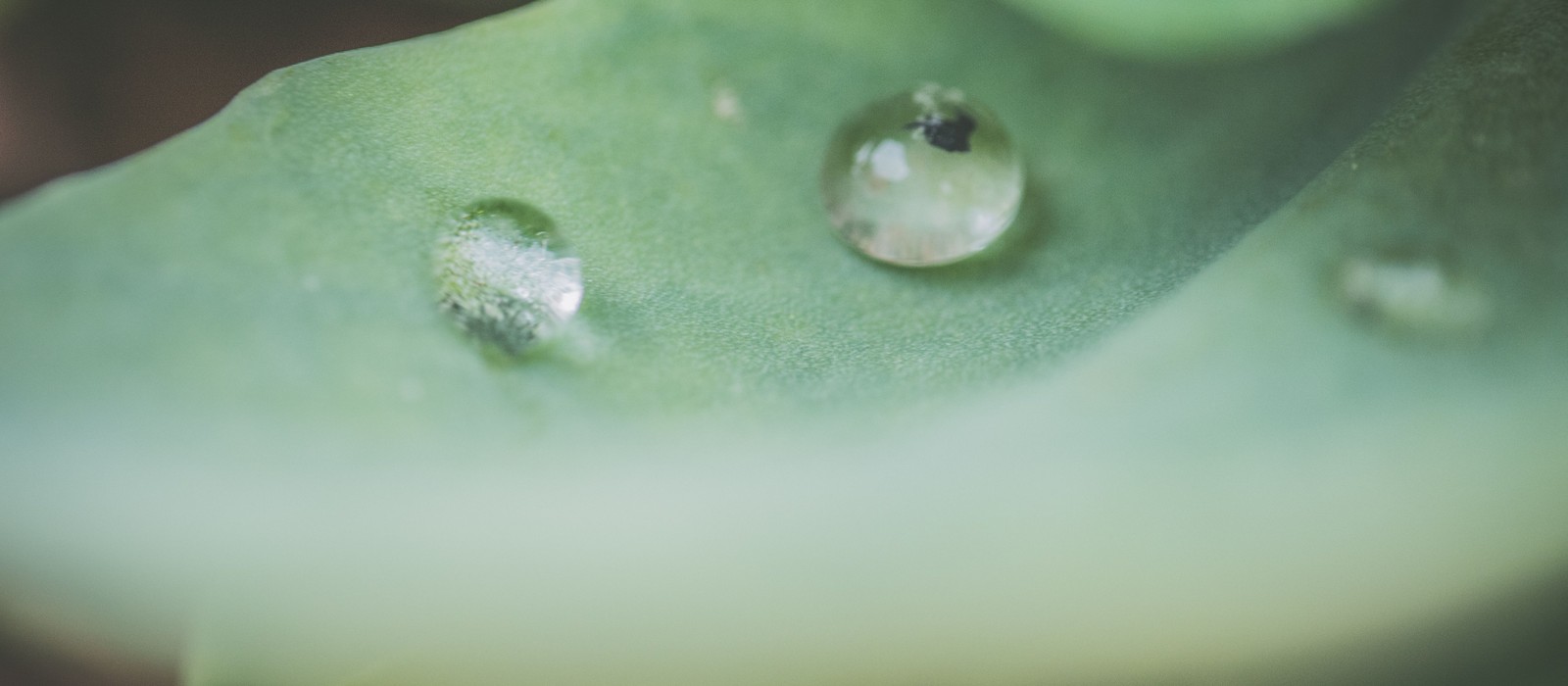 A wooden bowl of lemons, baking soda, and vinegar beside a spray bottle