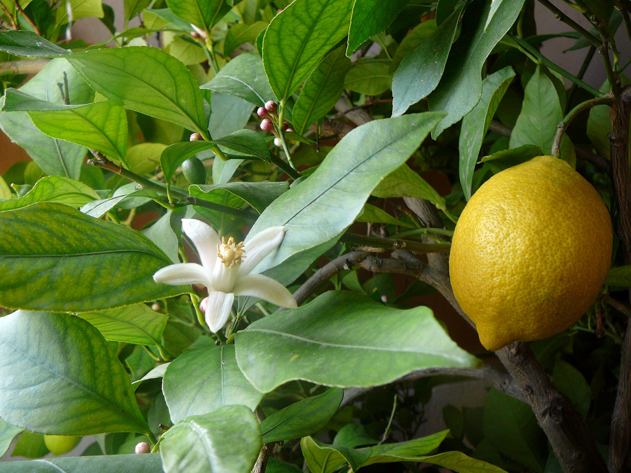 A fresh-cut lemon, a real plant-based cleaning ingredient, beside water droplets on a clean kitchen surface