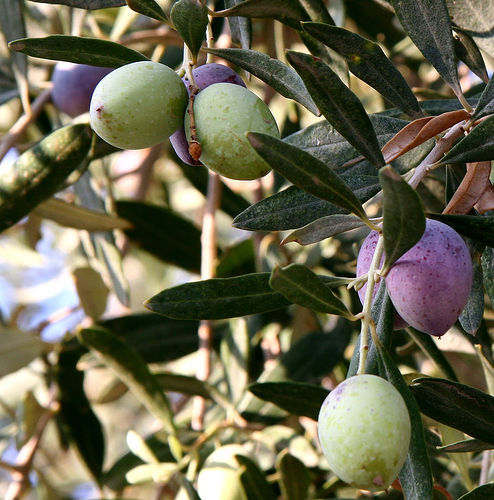 Olive branch and pressed plant oil, a real botanical source, set against the question of what synthetic scented candles release indoors