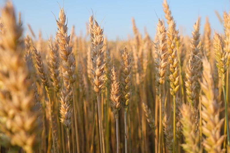 Stalks of golden wheat in a field, a real plant-derived raw material, contrasted against the vague marketing promise of eco-friendly cleaning labels
